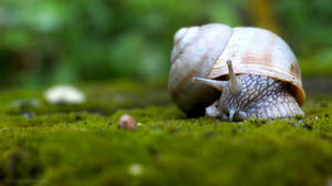 White Brown Snail Wallpaper