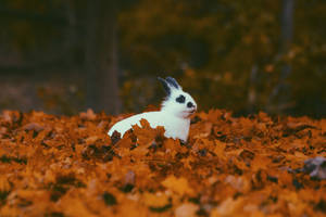 White Bunny In Autumn Wallpaper