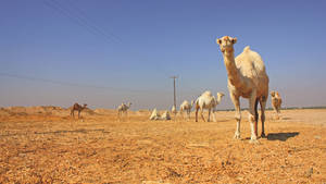 White Camels In Desert Wallpaper