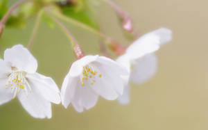 White Cherry Blossom Flowers Wallpaper
