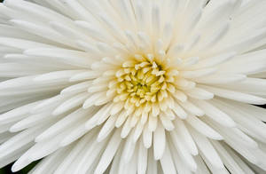 White Chrysanthemum Flower Macro Wallpaper