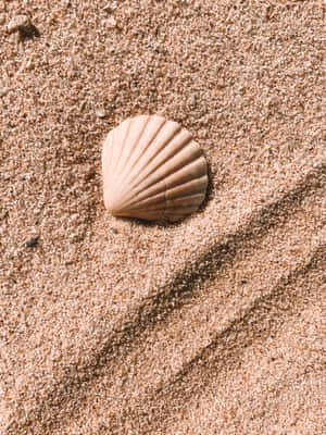 White Cockle Seashell On The Sand Wallpaper