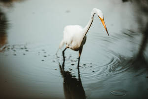 White Crane Birds Walking In Nature Wallpaper