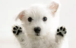 White Cute Puppy Black Paw Wallpaper