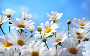 White Daisy Aesthetic Blue Sky Wallpaper