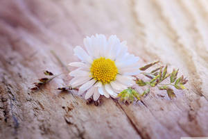 White Daisy Aesthetic Wooden Table Wallpaper