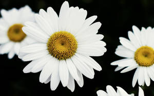 White Daisy Flower Wallpaper