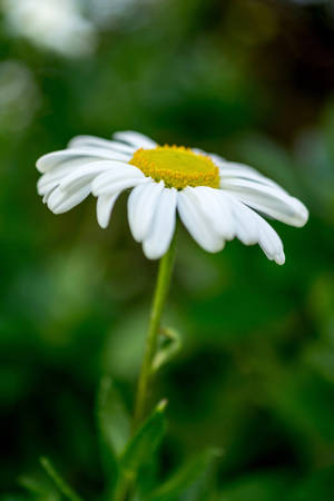 White Daisy Flower Android Wallpaper