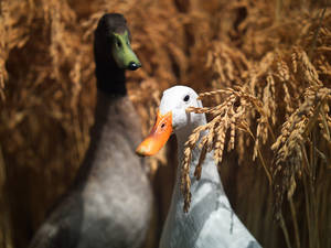 White Duck And Mallard Wallpaper