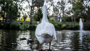 White Duck Back View Wallpaper