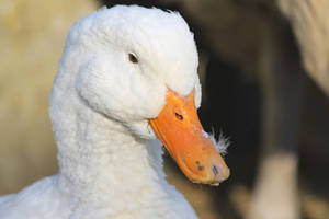 White Duck Close-up Wallpaper