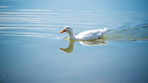 White Duck In Blue Lake Wallpaper