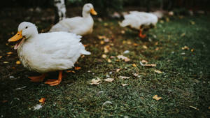 White Ducklings In Grass Field Wallpaper