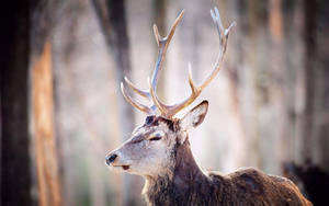 White Face Deer With Tall Horns Wallpaper