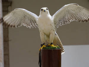 White Falcon Spread Wings Wallpaper