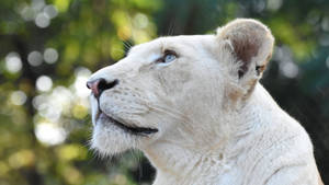 White Female Lion Desktop Wallpaper