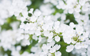 White Flower Close-up Focus Wallpaper