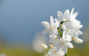 White Flower Jasmine Wallpaper