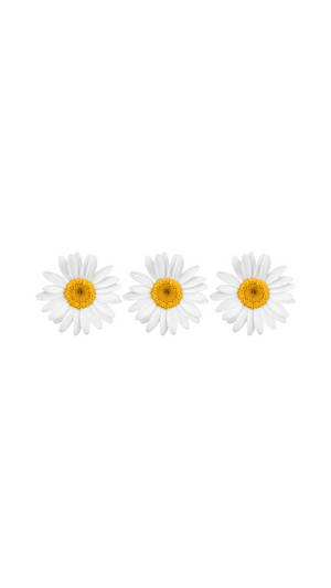 White Flower Pins For Iphone Wallpaper