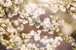 White Flower Sakura Wallpaper