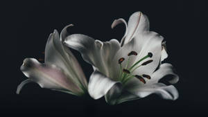 White Flowers Black Aesthetic Wallpaper