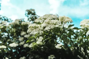 White Flowers Wide Focus Wallpaper