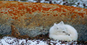 White Fox In Snowy Taiga Wallpaper