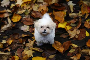 White Furry Puppy Wallpaper