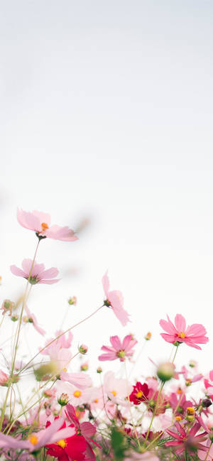 White Garden Cosmos Apple Flower Wallpaper