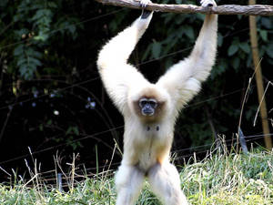 White Gibbon Holding Branch Wallpaper