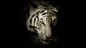 White Harimau Head Grayscale Wallpaper