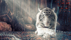 White Harimau With Sun Rays Wallpaper