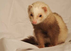 White Head Ferret Wallpaper