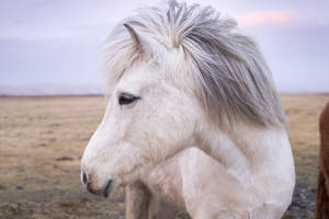 White Horse Close-up Photography Wallpaper