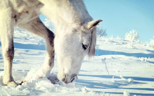 White Horse Grazing In Snow Wallpaper