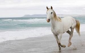 White Horse In A Beach Wallpaper