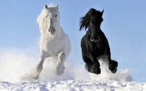 White Horse Vs Black Horse Wallpaper