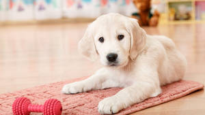 White Labrador Baby Dog With On Red Mat Wallpaper