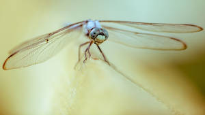 White-legged Dragonfly Wallpaper