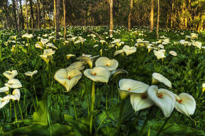 White Lily Garden Wallpaper