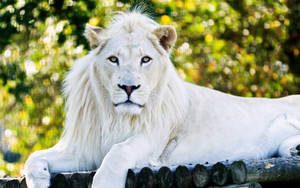 White Lion Albino Wallpaper