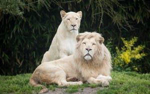 White Lion Couple Wallpaper