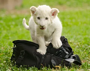 White Lion Cub Wallpaper