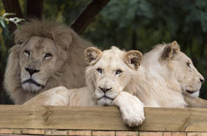 White Lion On Wooden Surface Wallpaper