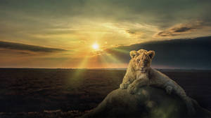 White Lion Savannah Afternoon Wallpaper