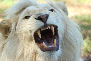 White Lion Sharp Fangs Wallpaper