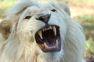 White Lion Sharp Fangs Wallpaper