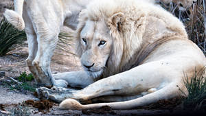 White Lion Staring Wallpaper