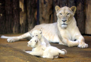 White Lion With Cubs Wallpaper