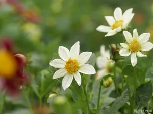 White Little Flower Wallpaper